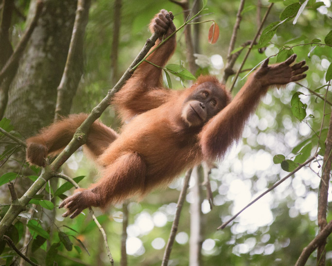 Protecting orangutans